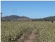Ban Ban QLD 4625
