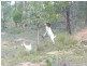 Apple Tree Creek QLD 4660
