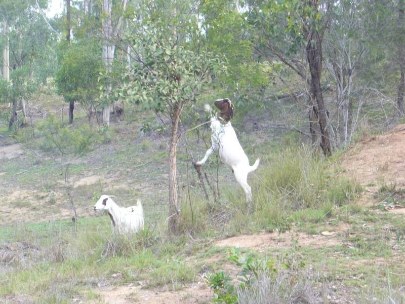 Apple Tree Creek QLD 4660