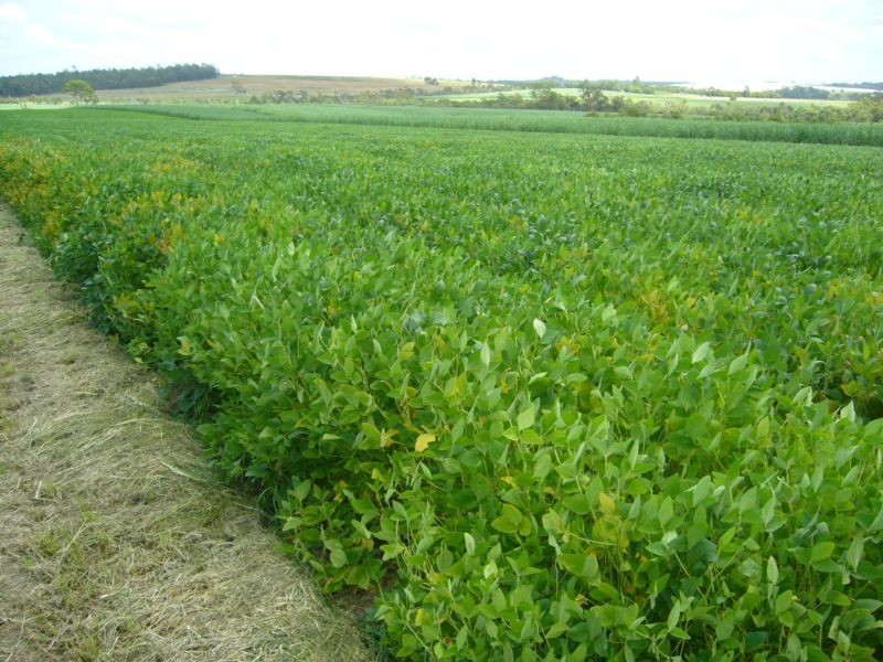 Greens & Jacksons Road, South Isis, Childers QLD 4660