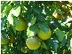 Childers QLD 4660