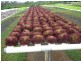 Abington QLD 4660