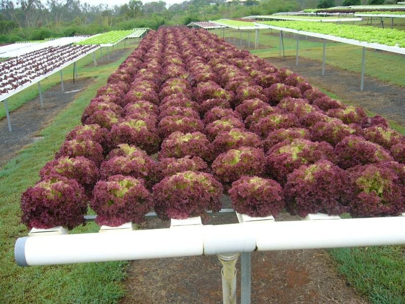 Abington QLD 4660