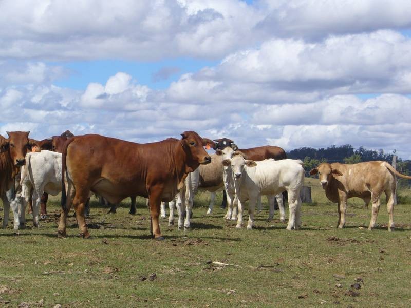 Lochaber Rd, Eidsvold QLD 4627