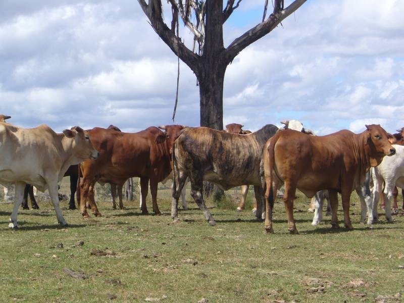 Lochaber Rd, Eidsvold QLD 4627