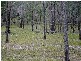 Kullogum QLD 4660