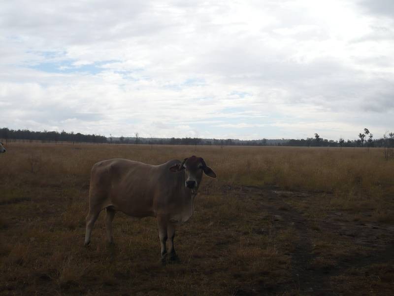 Mundubbera QLD 4626