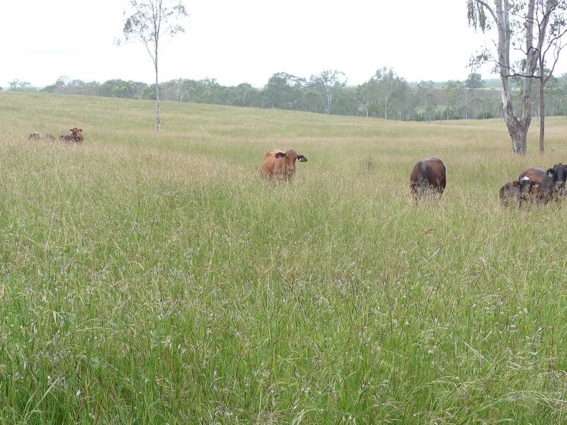 TENNINGERING ROAD, Good Night QLD 4671