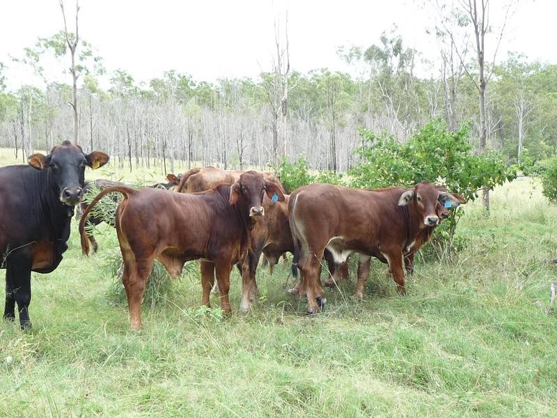TENNINGERING ROAD, Good Night QLD 4671