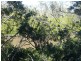 Buxton QLD 4660