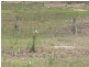 Apple Tree Creek QLD 4660
