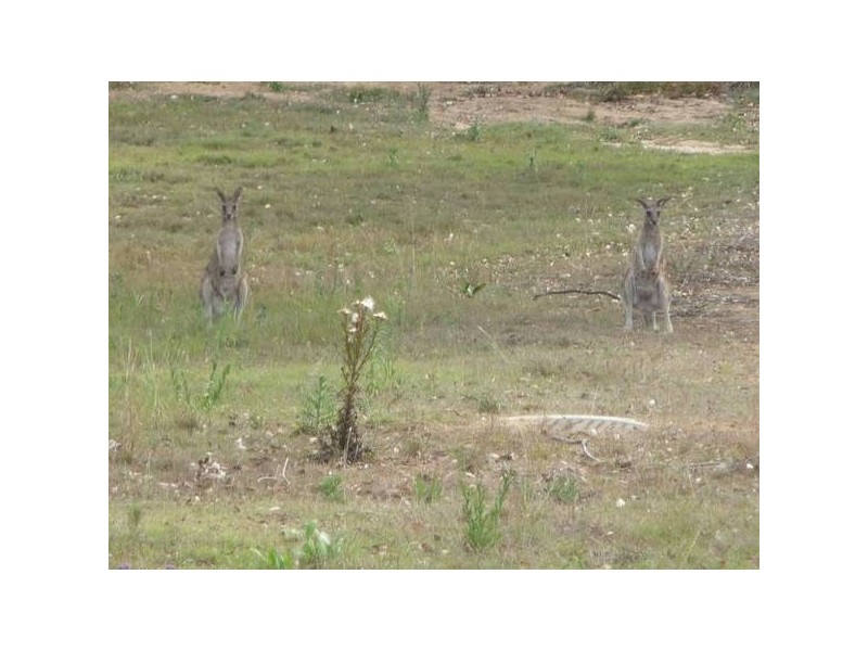Apple Tree Creek QLD 4660