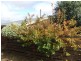 23 Little Quiggin Street,, Waratah TAS 7321