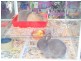 26 Wilmot Street, Burnie TAS 7320