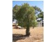 282 Cobram Road, Berrigan NSW 2712