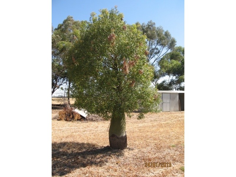 282 Cobram Road, Berrigan NSW 2712