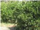 282 Cobram Road, Berrigan NSW 2712