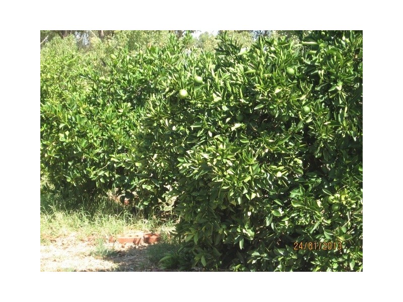 282 Cobram Road, Berrigan NSW 2712