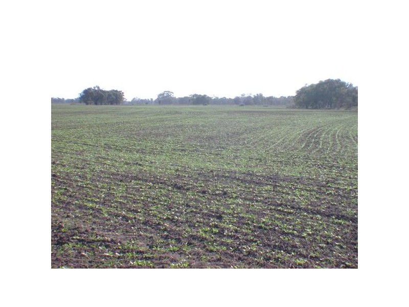 Avoca Rive James Rd, Kerang VIC 3579