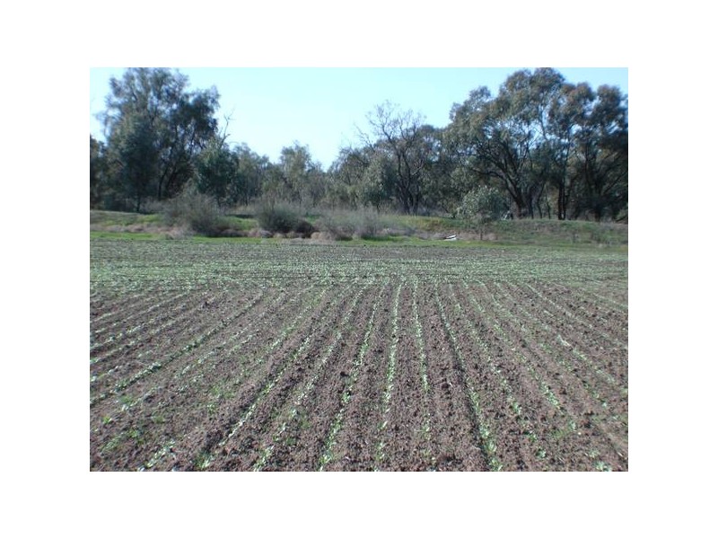 Avoca Rive James Rd, Kerang VIC 3579