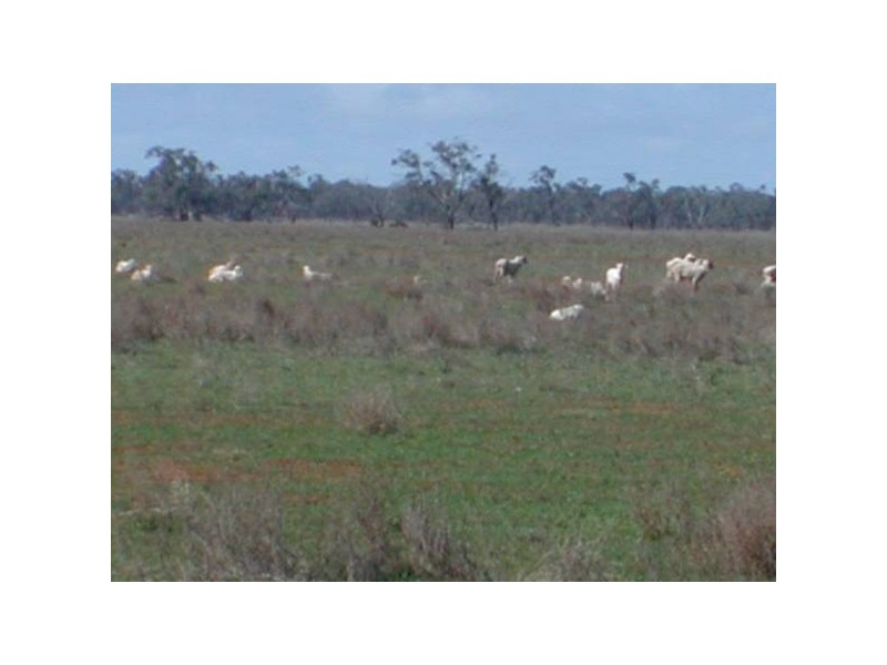 Avoca Rive James Rd, Kerang VIC 3579