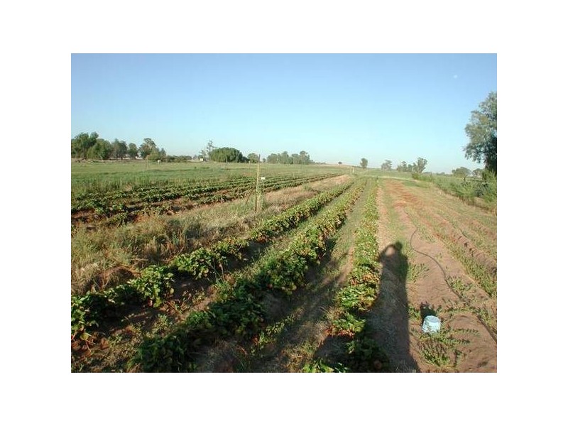 1038 Main Canal Road, Coleambally NSW 2707