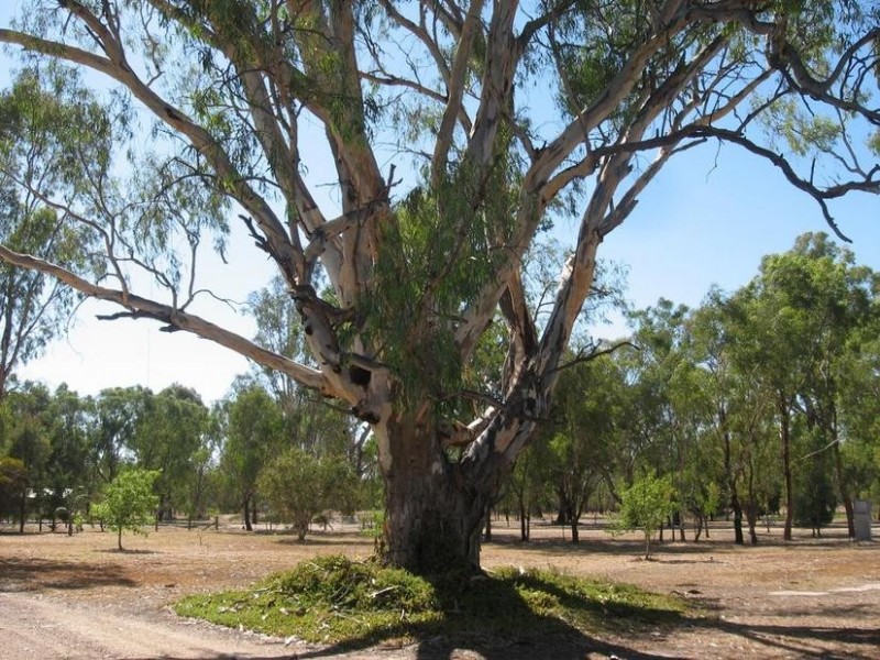 Tocumwal NSW 2714