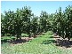 Cobram VIC 3644