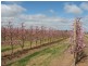 Cobram VIC 3644