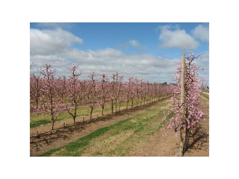 Cobram VIC 3644