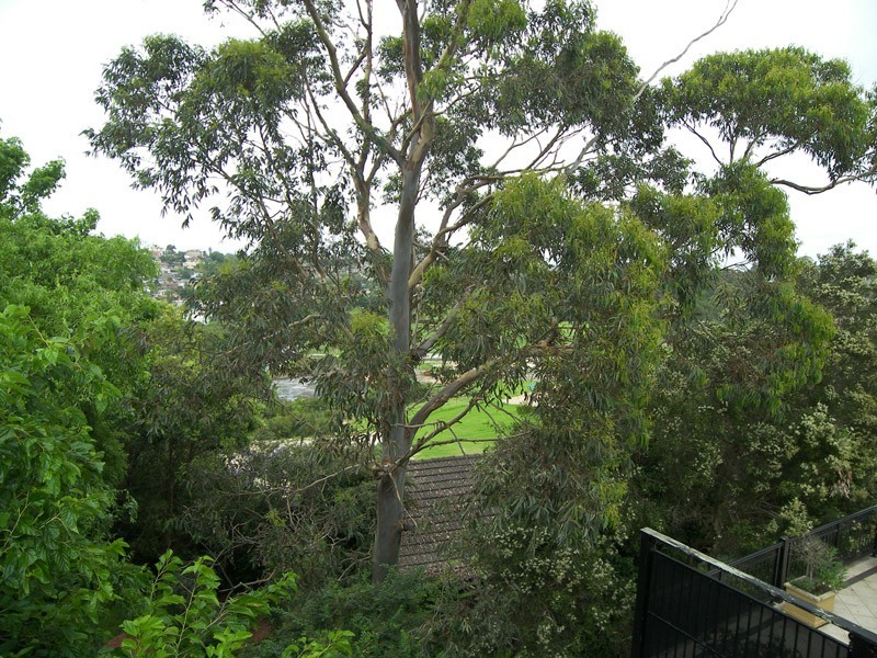 1/13 David Street, Earlwood NSW 2206