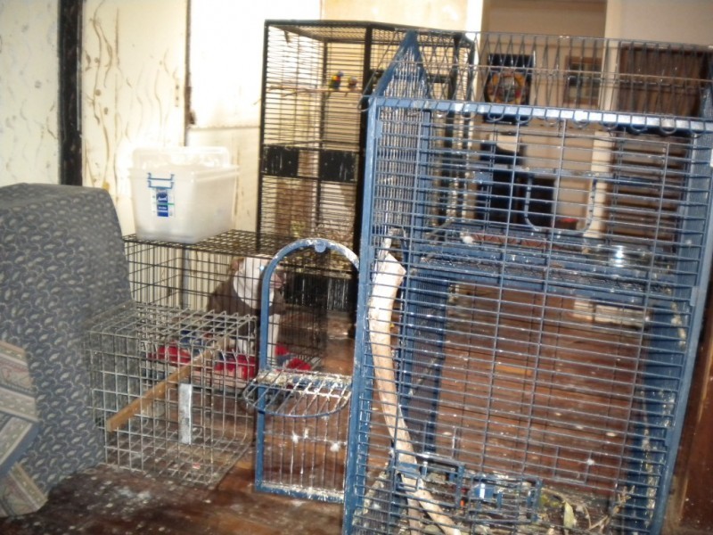 11 Schofield Street, Hamilton Hill WA 6163