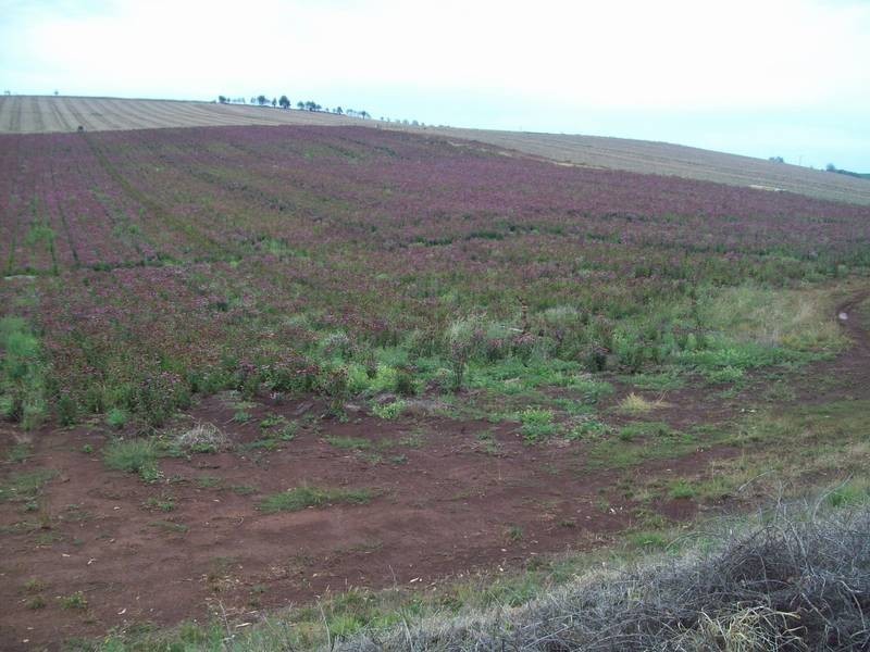 85 Lillico Road, Lillico TAS 7310