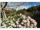 31 Wrenswood Drive, Quoiba TAS 7310