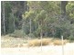 37 Roope Road, Lower Barrington TAS 7306