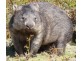 109 Marana Drive, Bakers Beach TAS 7307