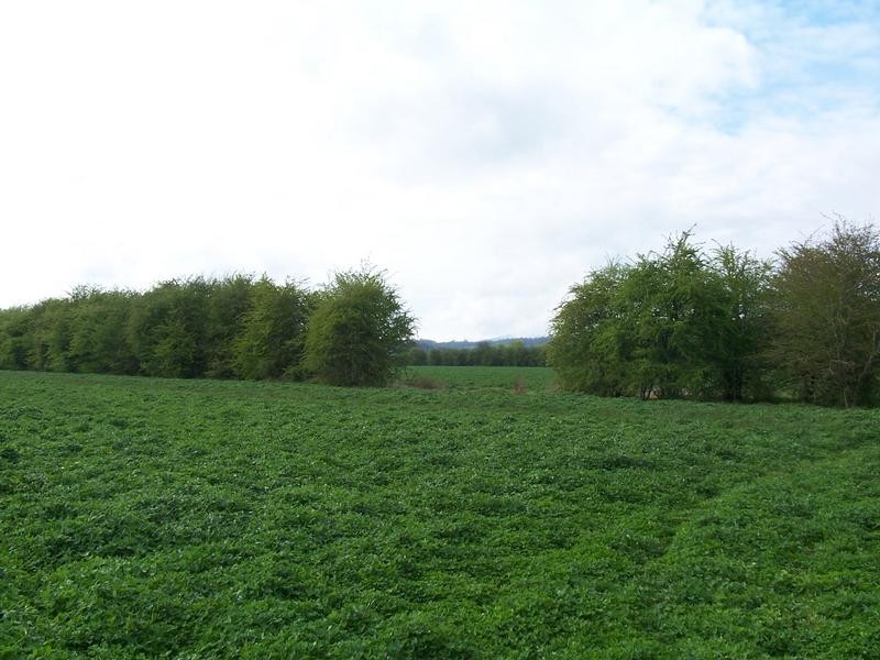 169 Mole Creek Rd, Deloraine TAS 7304