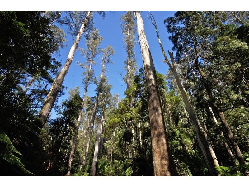 286-288 Thompsons Road, Forth TAS 7310