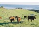 651 Penguin Road, Penguin TAS 7316