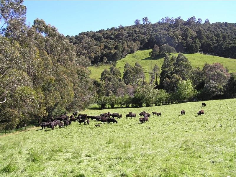 Gunns Plains TAS 7315