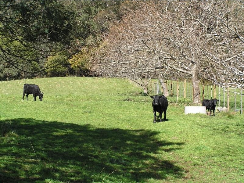 Gunns Plains TAS 7315