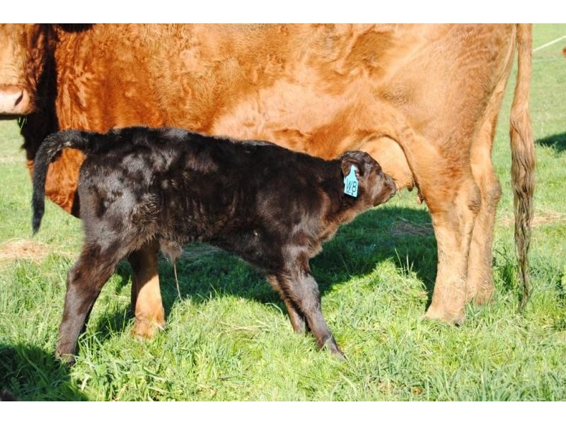 32 Chaplins Road, Northdown TAS 7307