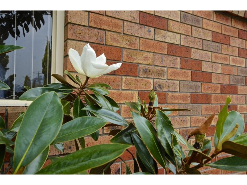 1/1 Enderley Court, Ambleside TAS 7310