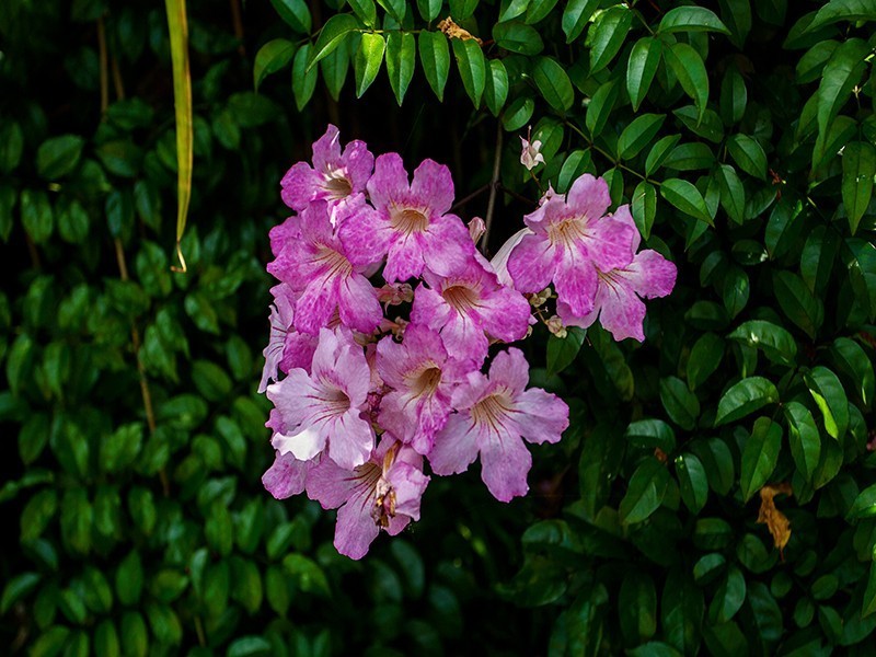 63 Nicholls Street, Devonport TAS 7310