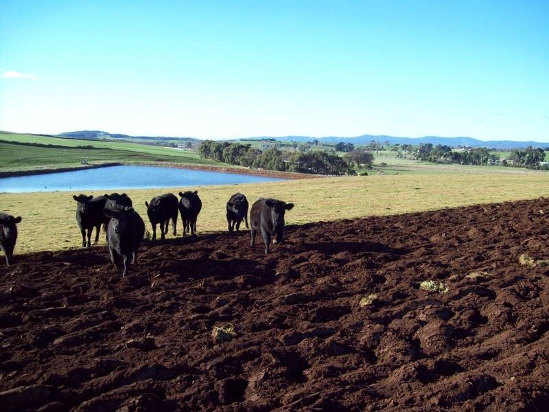 229 Oppen Heims Road, Moriarty TAS 7307