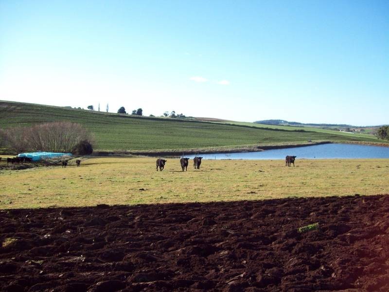 229 Oppen Heims Road, Moriarty TAS 7307