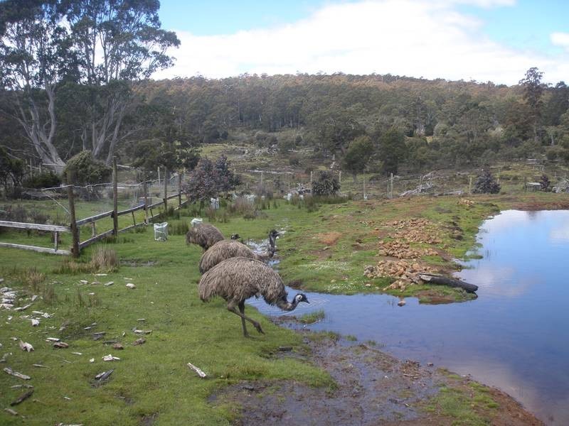 2369 Cradle Mountain Road, Cradle Mountain TAS 7306
