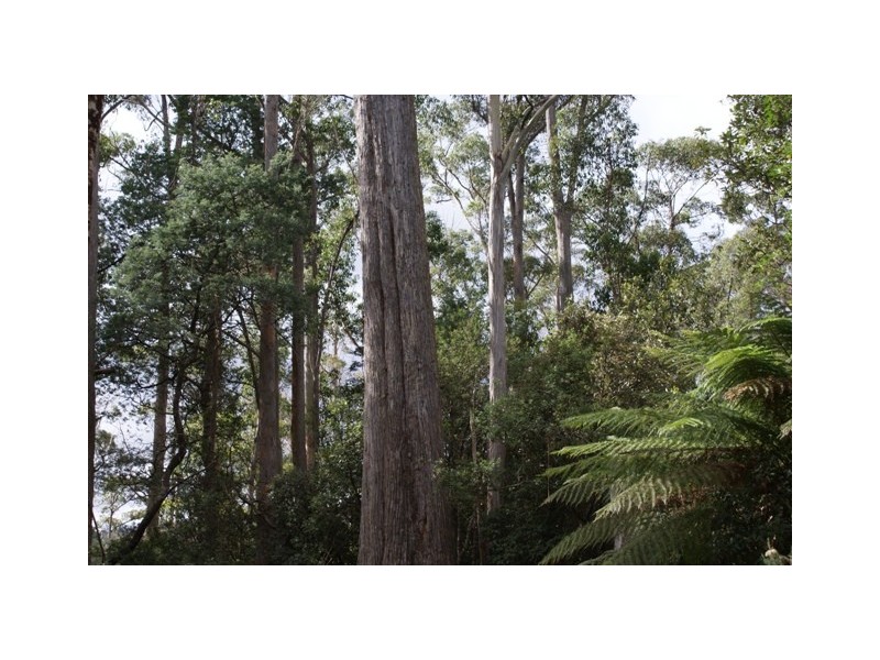 - Bogan Road, Golden Valley TAS 7304