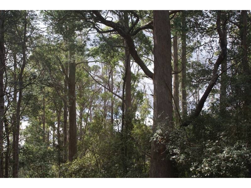 - Bogan Road, Golden Valley TAS 7304