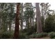 - Bogan Road, Golden Valley TAS 7304